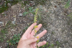 Solidago radula
