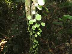 Peperomia rotundifolia