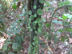 Peperomia rotundifolia
