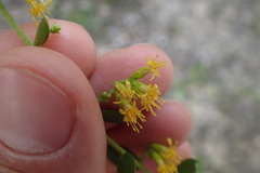 Solidago radula