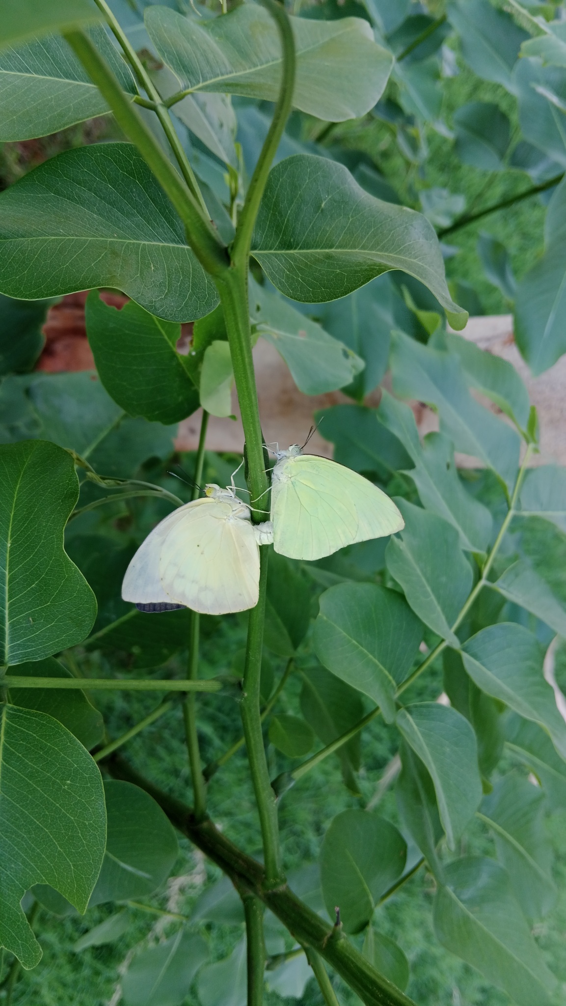 Lemon Emigrant