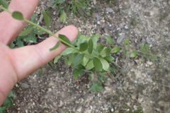 Solidago radula