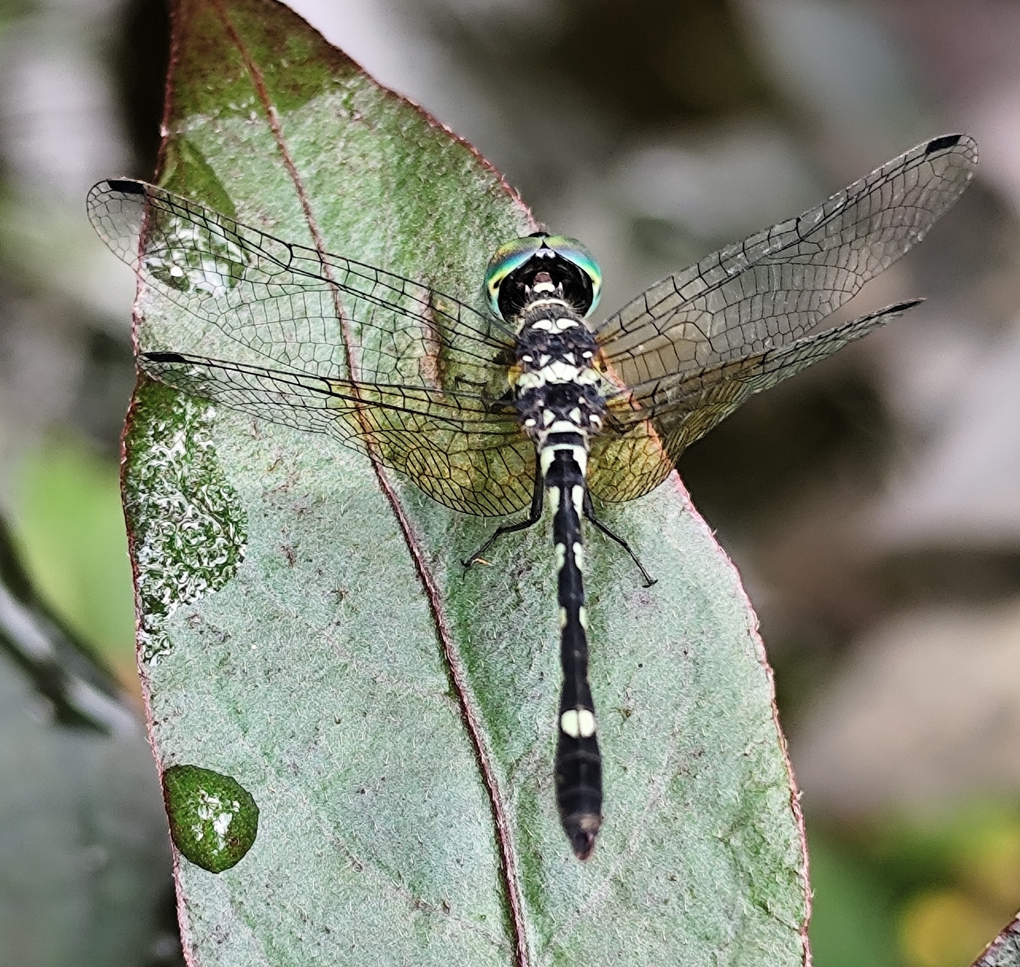 Pigmy Skimmer