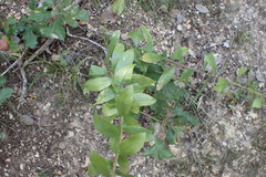 Solidago radula
