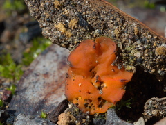 Pulvinula archeri