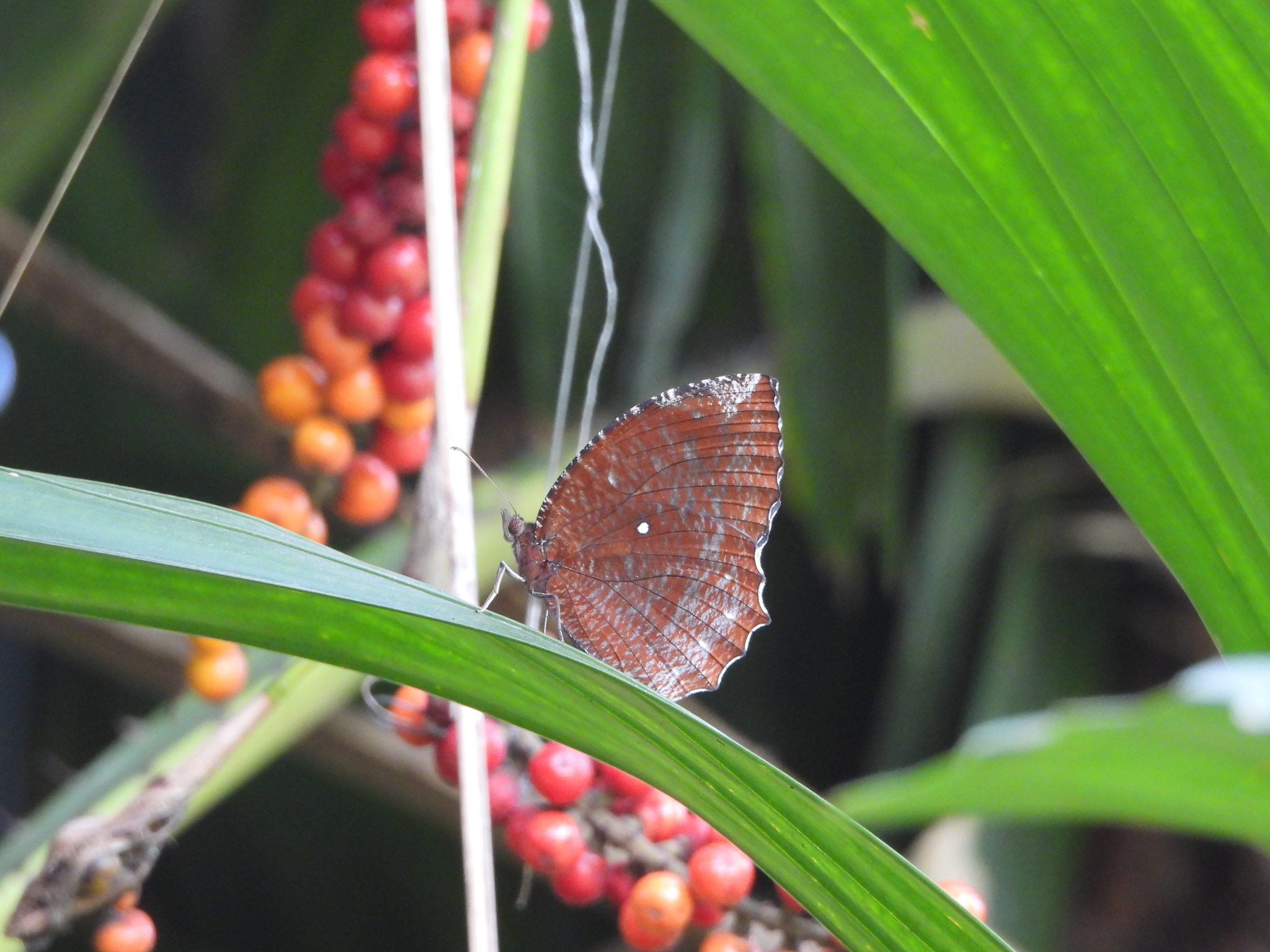 Common Palmfly
