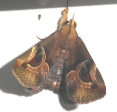 Ommatophora luminosa
