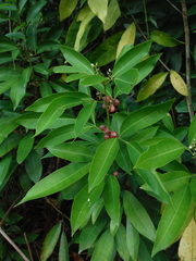 Glycosmis parviflora