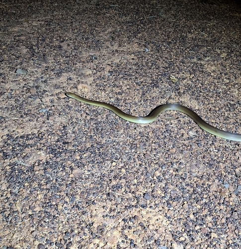 Australian Black Snakes sighting