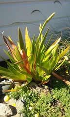 Xeronema callistemon