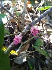 Calanthe cardioglossa, photograph (c) Nguyen-Khanh-Trinh Tram, some rights reserved (CC BY)