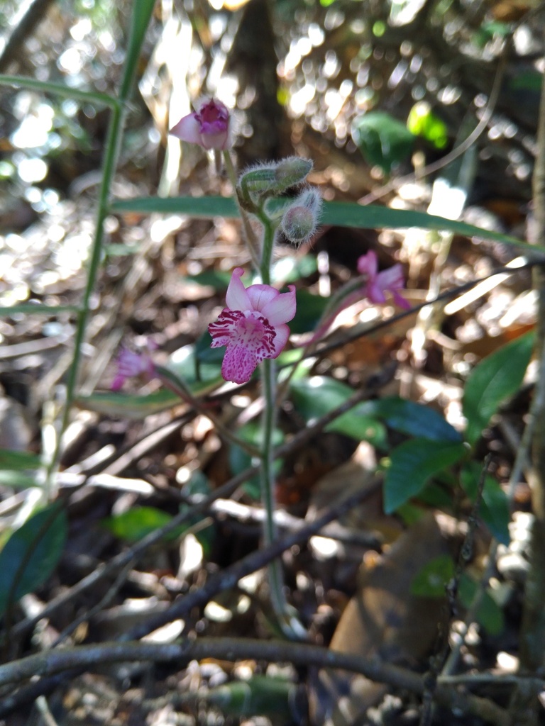 Calanthe cardioglossa