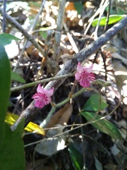 Calanthe cardioglossa, photograph (c) Nguyen-Khanh-Trinh Tram, some rights reserved (CC BY)