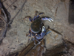 Demanietta renongensis