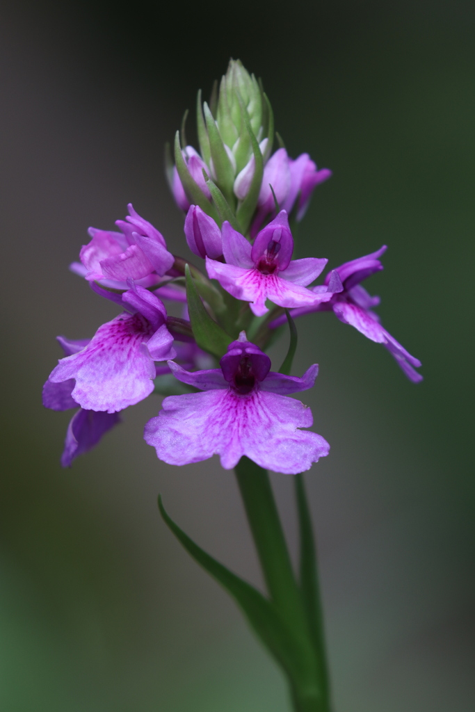 Dactylorhiza foliosa