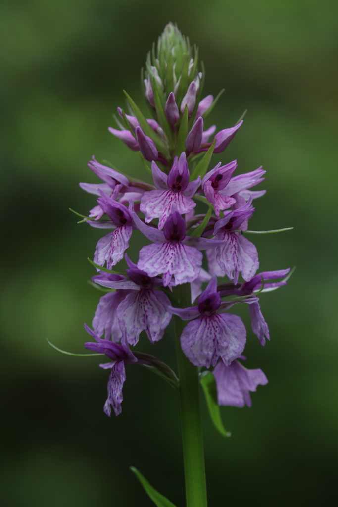 Dactylorhiza foliosa (Rchb.f.) Soó 2
