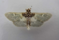 Apilocrocis brumalis