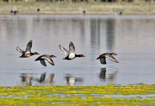 Common Pochard