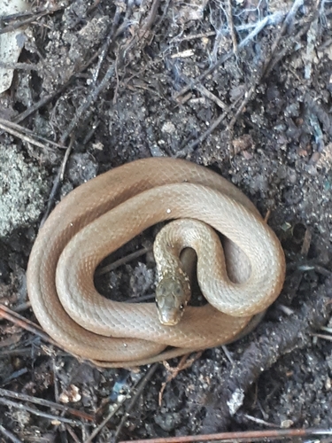 Photo of a Japanese Keelback (Hebius vibakari)