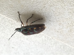 Tetrarthria variegata