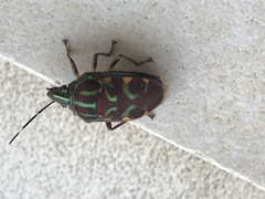 Tetrarthria variegata