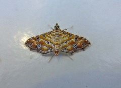 Ommatospila narcaeusalis