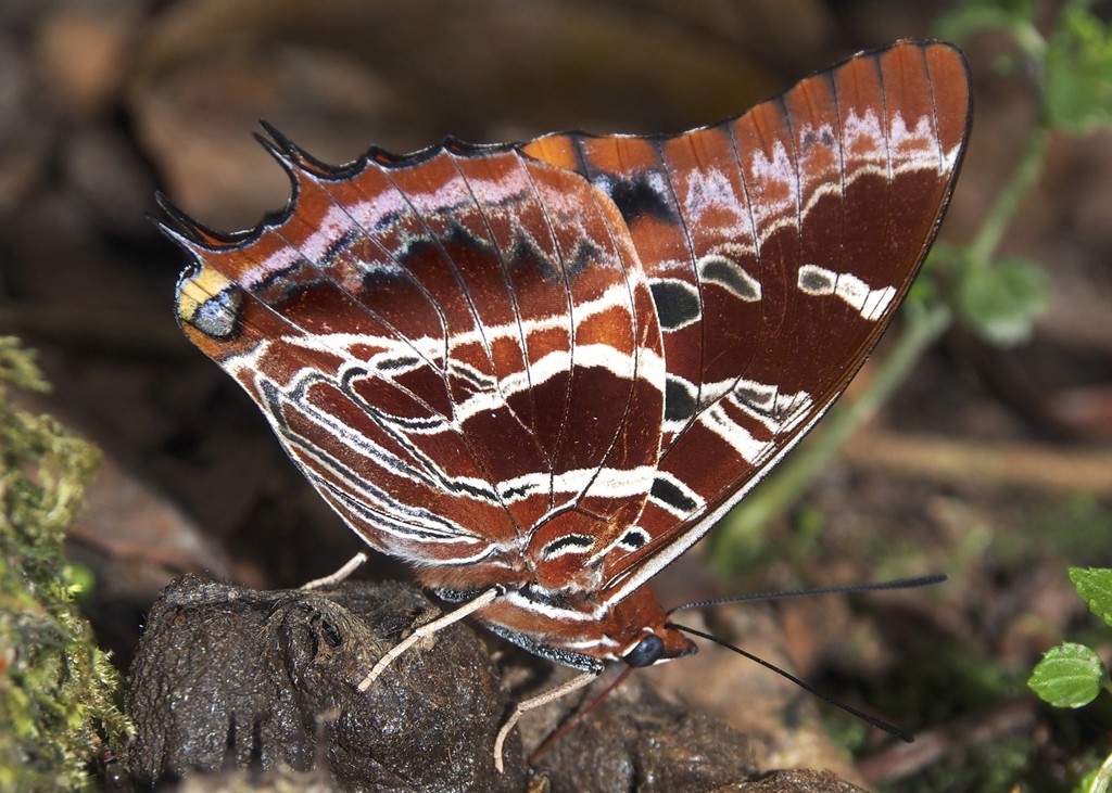 Eudoxus Charaxes