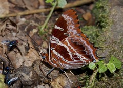 Charaxes eudoxus