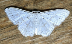 Idaea tacturata