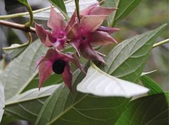 Clerodendrum fortunatum