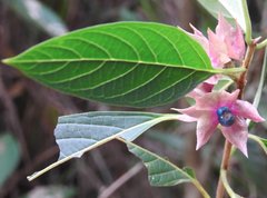 Clerodendrum fortunatum