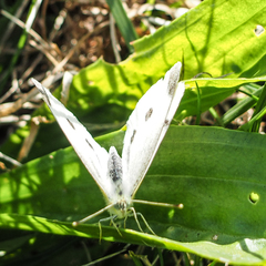 Pieris rapae