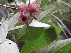 Clerodendrum fortunatum