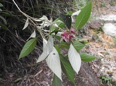 Clerodendrum fortunatum