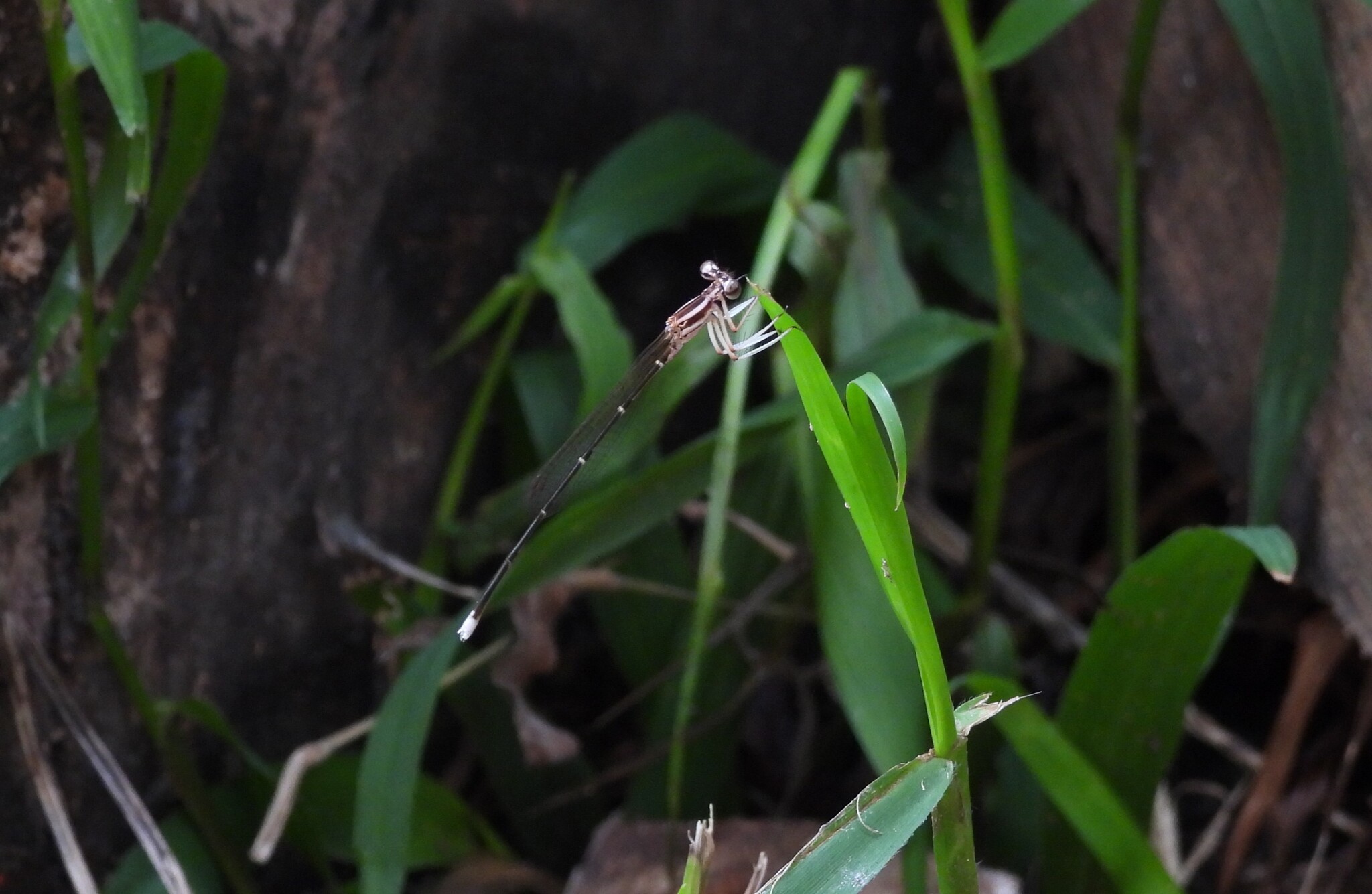 Black-Kneed Featherleg