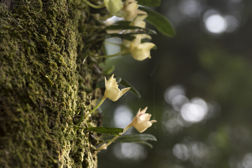 Bulbophyllum pectinatum, photograph 6