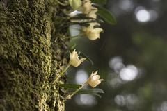 Bulbophyllum pectinatum, photograph (c) Licheng Shih, some rights reserved (CC BY)