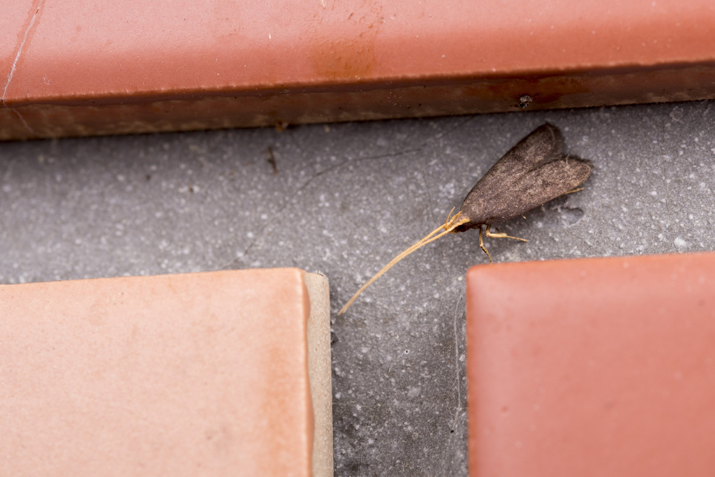 Lecithocera fuscosa