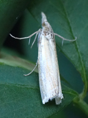 Crambus praefectellus