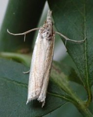 Crambus praefectellus