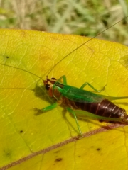 Conocephalus nigropleurum