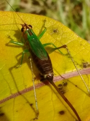 Conocephalus nigropleurum