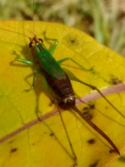 Conocephalus nigropleurum
