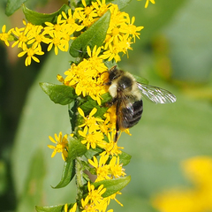 Bombus impatiens