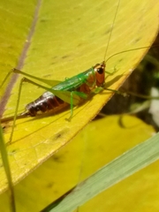 Conocephalus nigropleurum