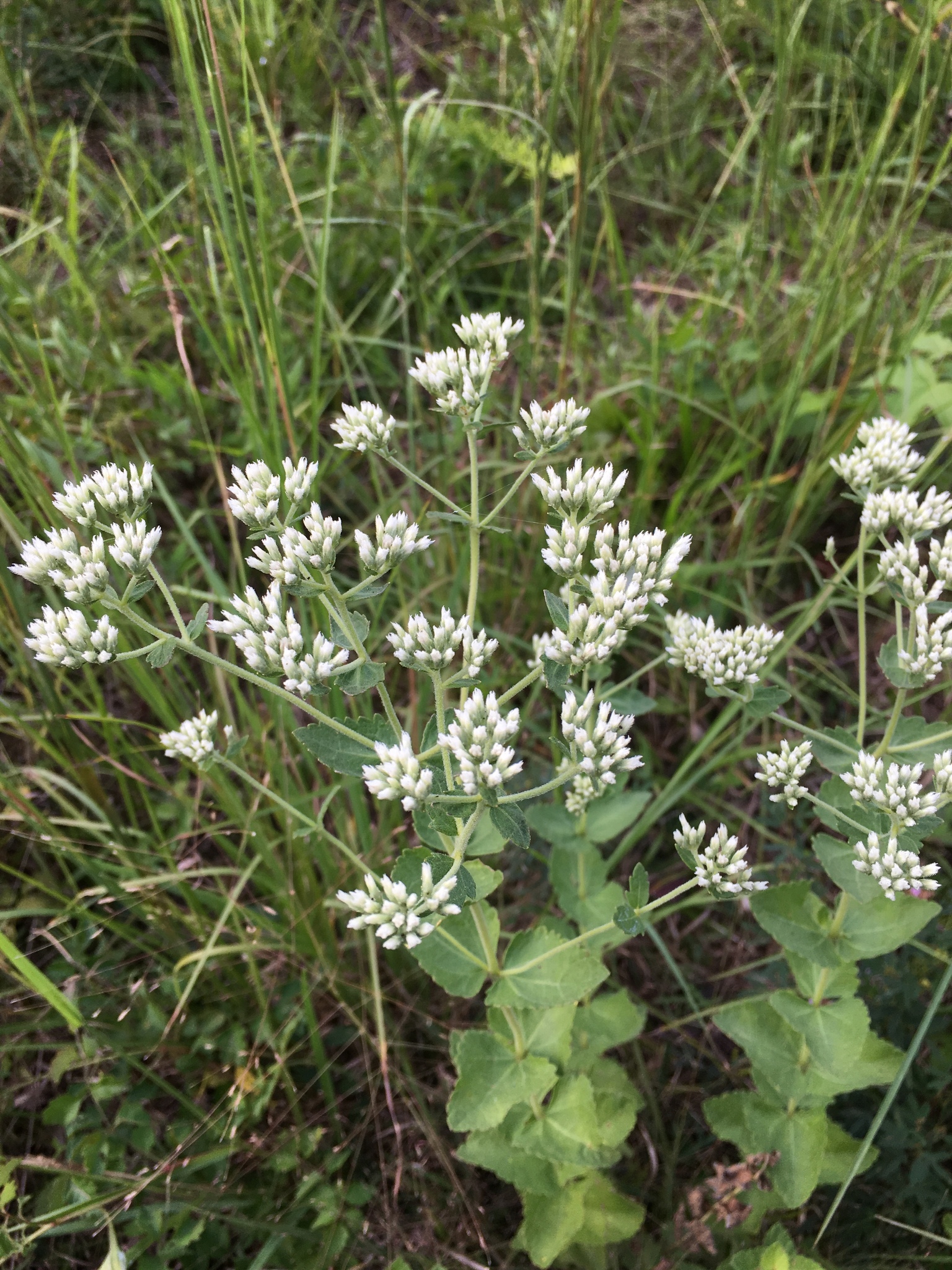 Eupatorium rotundifolium var. rotundifolium