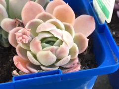 Echeveria elegans