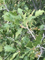 Quercus
