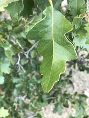 Quercus