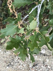 Quercus
